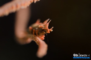 D R A G O N
The Dragon Shrimp ( Miropandalus hardingi )
... by Irwin Ang 